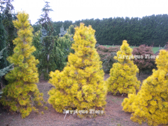 Groupe de plantes âgées de 10 ans