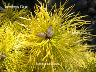 Détail des aiguilles en hiver
