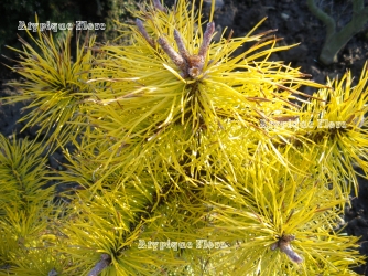 Cryptomeria japonica 'Compressa'